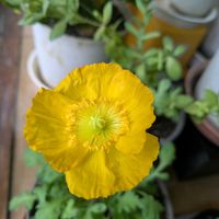 アイスランドポピー,チーム愛知,Juneの会,2020年6月同期No.013の画像