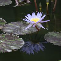 熱帯スイレン,熱帯スイレン,熱帯睡蓮 スターオブサイアム,熱帯睡蓮 スターオブサイアム,温室の画像