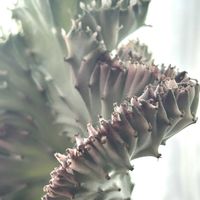 マハラジャ,ユーフォルビア マハラジャ,多肉植物,ユーフォルビア,窓辺の画像