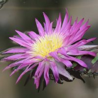 熱帯スイレン,熱帯スイレン,熱帯睡蓮　ピンクフラミンゴ,温室,神代植物公園の画像