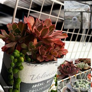 ネオンブレーカーズ,癒される,no green no life,癒し空間,多肉のある暮らしの画像