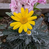 ストック,ユリオプスデージー,ガーデンシクラメン,いつもの散歩道♡の画像