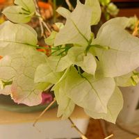 ブーゲンビリア,ガーデニング,冬越し,奥三河,東三河の画像