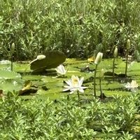 スイレン,スイレン,南の島﹆の画像