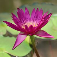 熱帯スイレン,熱帯スイレン,熱帯睡蓮(チャーリーズ・プライド),温室,神代植物公園の画像