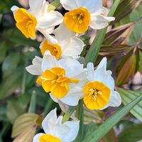 スイセン,ランタナ,日本水仙,花のある暮らし,冬の庭の画像