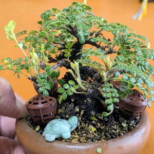 磯ザンショウ,盆栽,ミニ盆栽,盆栽苗木,まめ盆栽の画像