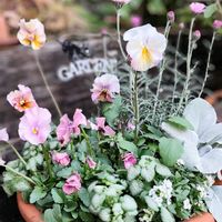 ローダンセマム エルフピンク,セネシオ・エンジェルウイングス,ラミウムホワイトナンシー,スイート  アリッサム,君待ちビオラの画像