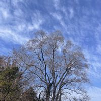 ナンキンハゼ,季節を楽しむ,土曜日は お空の発表会,われら樹木探検隊,土佐山田町鏡野公園の画像