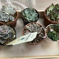 月影,パルバ,エボニー,ロータス,クスピダータ メンチャカの画像