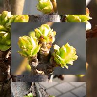 ウメ,レモン,ローズヒップ,カリンの芽,お昼休みの画像