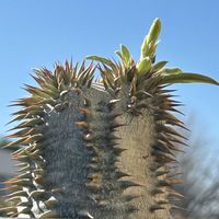 パキポディウム,パキポディウム・エブレネウム,白花,パキポディウム属,パキポディウム　エブレネウムの画像