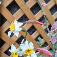 オルラヤ,サクラソウ,スイセン,ニゲラ,ブルーベリーの画像