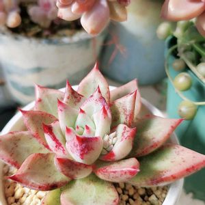 多肉植物,多肉植物のある暮らし,多肉の花芽,ロメオXチワワエンシスYecoraの画像