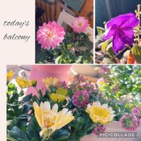 ダリア,ノボタン,オステオぺルマム,ベランダガーデン,ガーデニングの画像