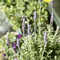 ラベンダー,コンテナガーデン,成長記録,バルコニー/ベランダの画像