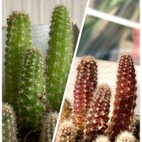 アリッサム,サボテン,紅葉,大和姫,白檀の画像