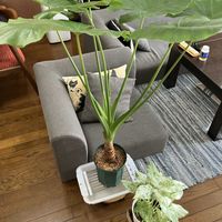 クワズイモ,クワズイモ斑入り,斑入りクワズイモ,リビング・ダイニングの画像