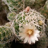 サボテン,銀手毬,サボテンの花の画像