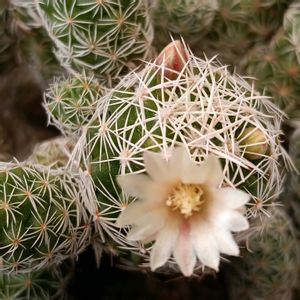 サボテン,銀手毬,サボテンの花の画像