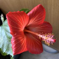 テルスター,柴犬,セネッティ,オレンジハイビスカス,虹の日の画像