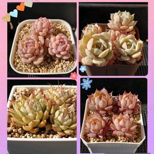 クリスマスローズ,ローラ,シルバースター,アメイジンググレイス,ピンクステラの画像