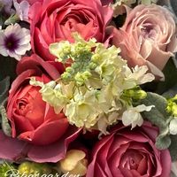 リナリア,リナリア,プリムラ マラコイデス,ウィンティー,シルバーレースの画像