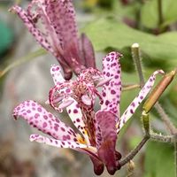 ホトトギスの画像