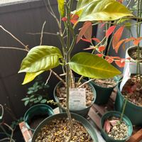 ミカン,鉢植え,果樹栽培,ベランダの画像