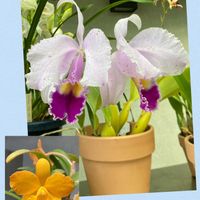 カトレア,シクラメン,スズラン,ワスレナグサ,ミニカトレアの画像