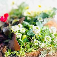 葉牡丹,白菜,寄せ植え,神社,花のある暮らしの画像