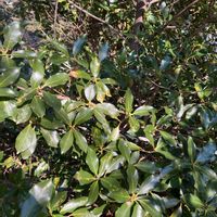 モッコクの画像