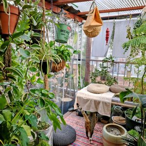 ストレチア,ミニバラ,ミモザ,石灰,キャティオの画像