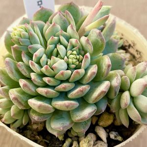 ピンクローサ,多肉植物,エケベリア属,多肉中毒,エケベリア女子の画像