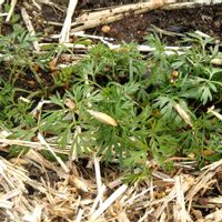 ニンジン,キャロリア,種から,モニター,PRの画像