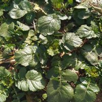 大根,コウシンダイコン,種から,モニター,PRの画像