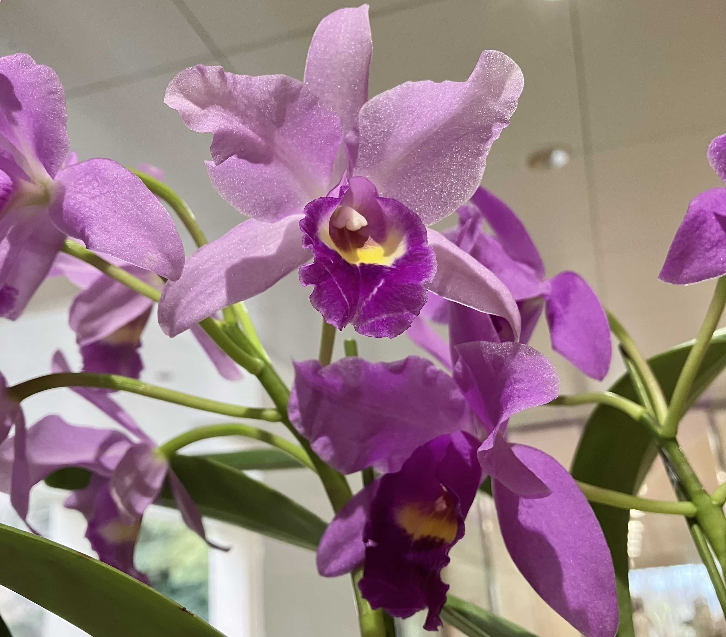 シロツメクサ｜🍀GreenSnap（グリーンスナップ）