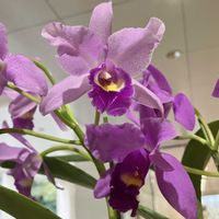 ガーベラ,カトレア,クローバー,デージー,シロツメグサの画像