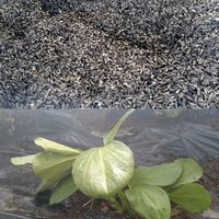 ソラマメ,籾殻薫炭,一寸そらまめ,種から,サカタのタネの画像