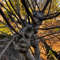 サルスベリ,剪定の画像