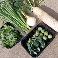 大根,水菜,春菊,ブロッコリー,芽キャベツの画像