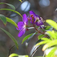 シコンノボタン,ペンタス,紫紺野牡丹,しこんのぼたん,オオゴマダラ蝶♀の画像