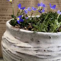 オシロイバナ,カトレア,ヒナソウ,ライラックミスト,金柑の甘露煮の画像