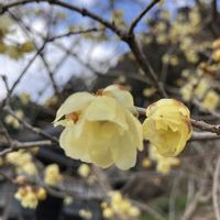 夏みかん,蝋梅,福島県の画像