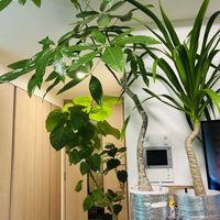 パキラ,エバーフレッシュ,フィカス　ウンベラータ,ブラッサイア,フィカスの画像