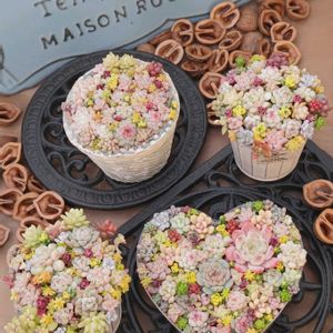 多肉植物,多肉植物寄せ植え,多肉大好き,多肉植物の紅葉,多肉植物のある暮らしの画像