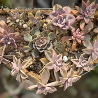 多肉,朧月,朧月,秋麗,秋麗の画像