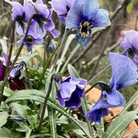 ハツユキカズラ,パンジー・ビオラ,パンジー・ビオラ,メゾンドビオラ,メゾンドビオラの画像