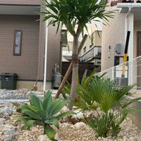 モンステラ,モンステラ,フィロデンドロン,チャメロプス,チャメロプスの画像