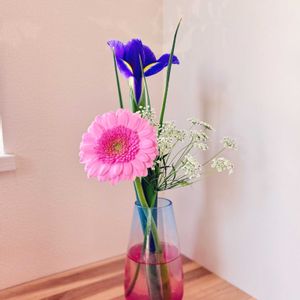 ガーベラ,レースフラワー,アイリス,パールアカシア,切り花の画像